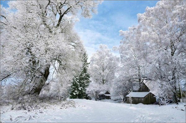 Зимний лес с рекой