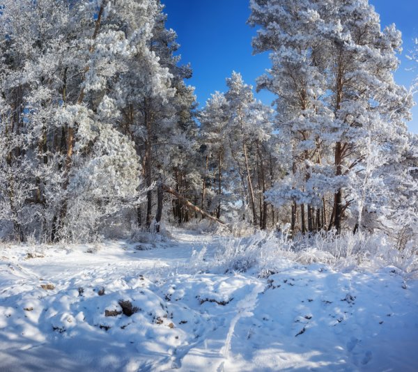 Снег и солнце