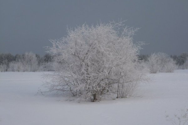 Художник Никифоров семён Гаврилович