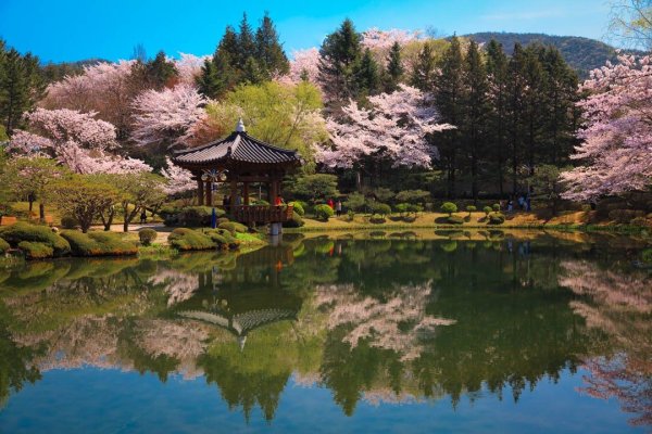 Королевский дворец Сеул Сакура