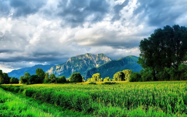 Зеленый пейзаж