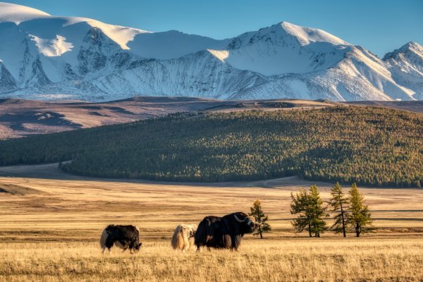 Монгун-Тайга гора