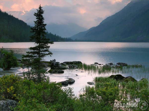 АК Марал горный Алтай