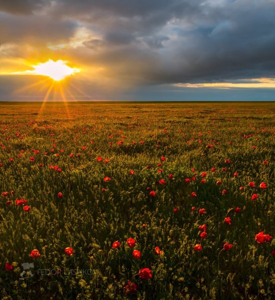 Бескрайние степи Калмыкии