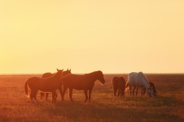 Фон Калмыцкая степь