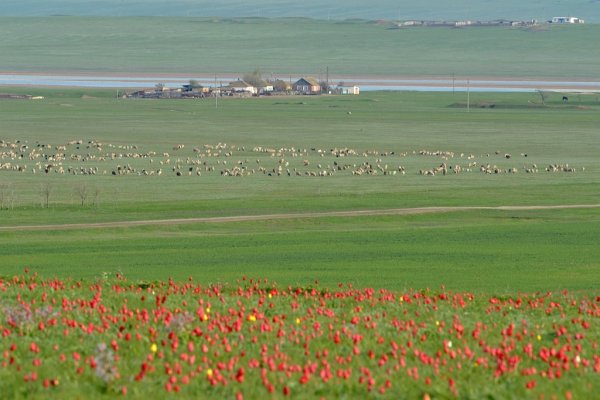 Элиста степь