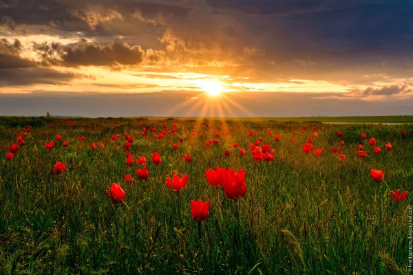 Весенняя Калмыцкая степь