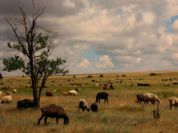 Республика Калмыкия степь