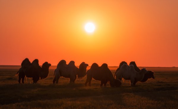 Калмыкия природа