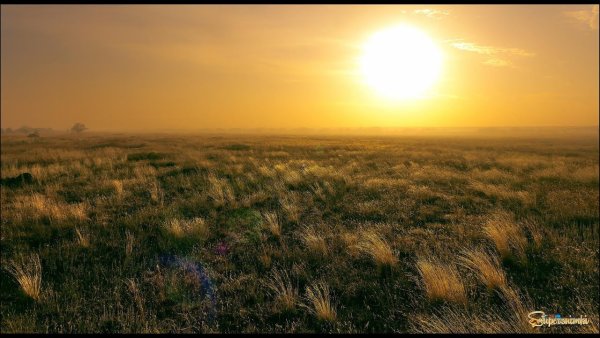 Элиста тюльпановые поля