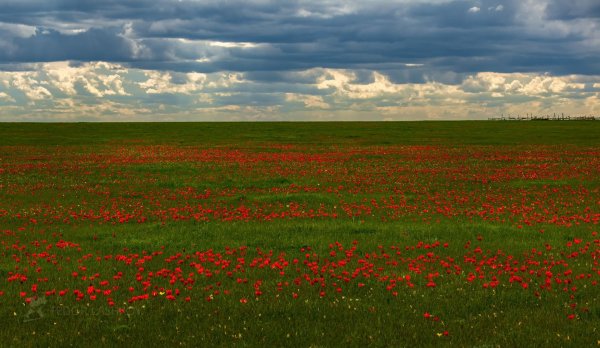 Федор Лашков ковыль степь горы