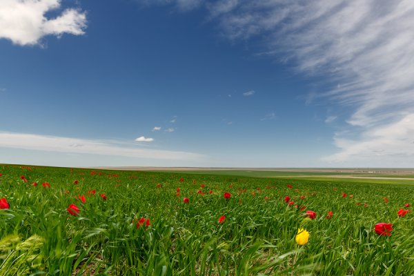 Калмыкия Элиста природа