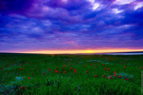 Одинокий Тополь в Калмыкии