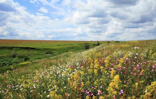 Родной край Саранск