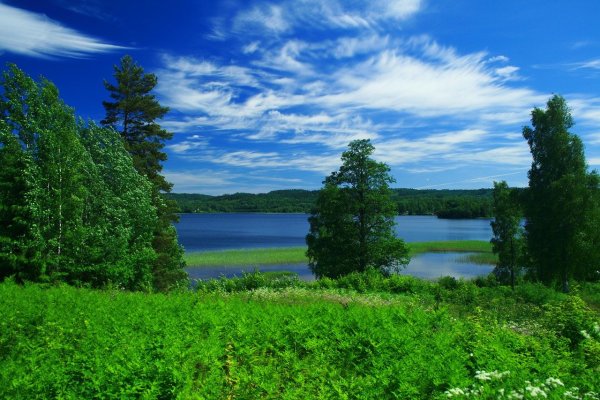 Летний пейзаж