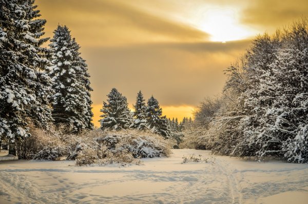 Модест Гаврилов художник