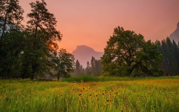 Поляна перед лесом