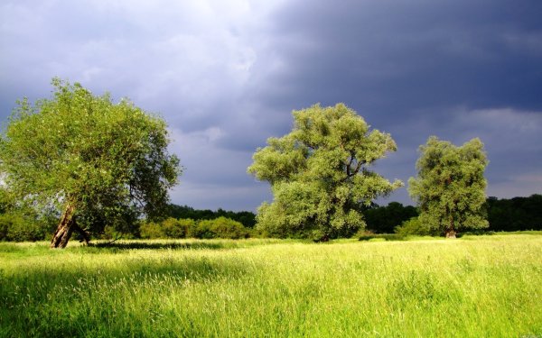 Летний пейзаж