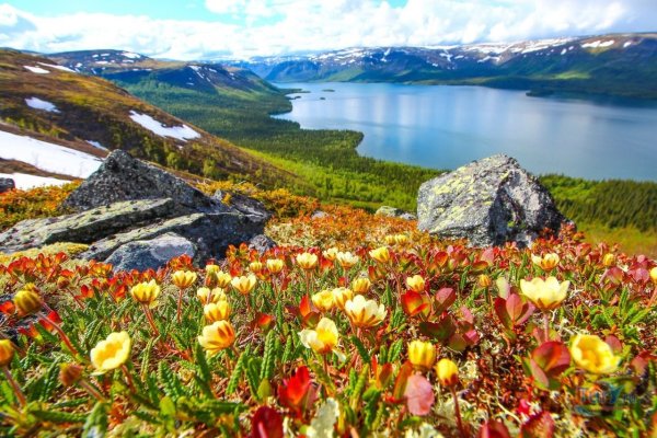 Тундра Мурманская область Заполярье