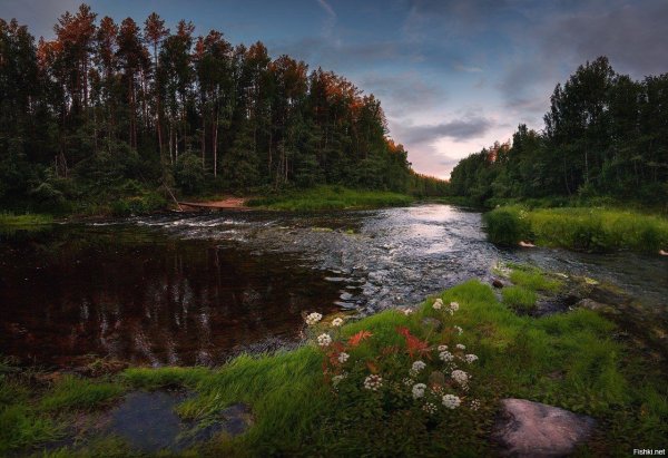 Лесная речка Архангельск
