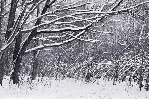 Зимний пейзаж Графика