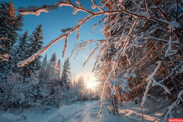 Зимой в лесу