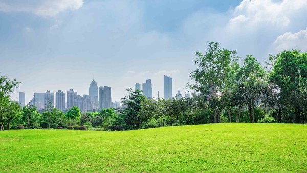 Панорама города с деревьями