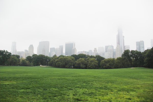Панорама города с деревьями