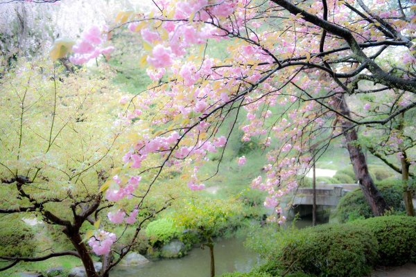 Сад Сакуры в Японии