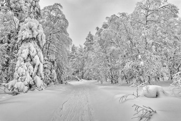 Зимний пейзаж белый