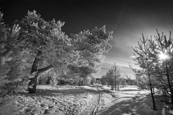 Зимний пейзаж черно белый