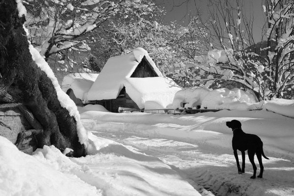 Черно белая зима