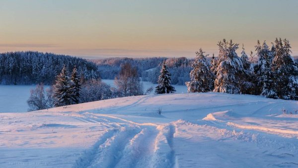 Зимой в лесу