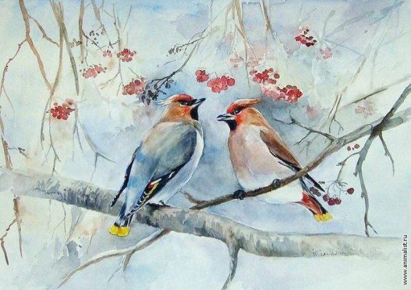 Алина Сканцева художник Снегирь