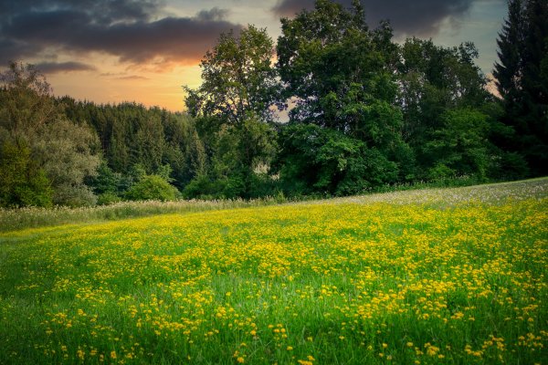 Природа луг