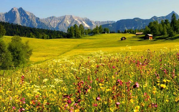 Альпийские Луга Южной Америки