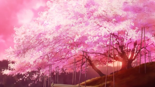 Вечноцветущая Сакура аниме