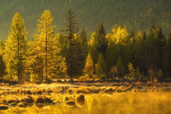 Жёлтая Тайга