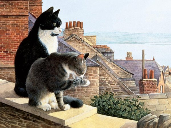Коты на крыше