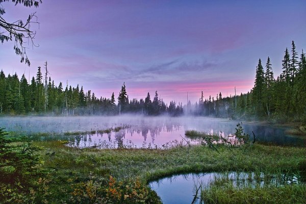 Сюрьевское болото
