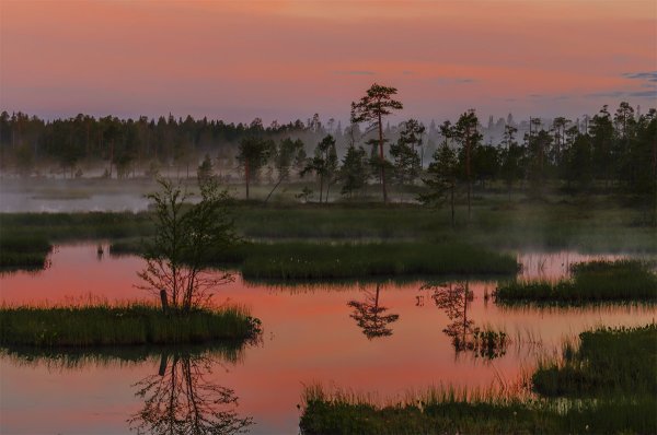 Красота болота