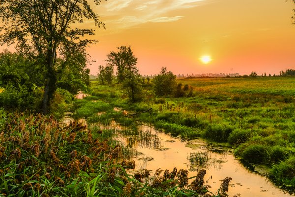 Красивое болото