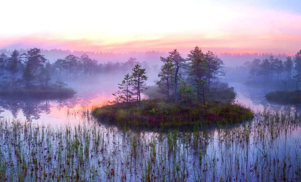 Болото Ленинградской области Топь