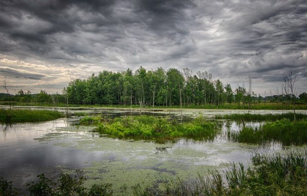 Природа болота