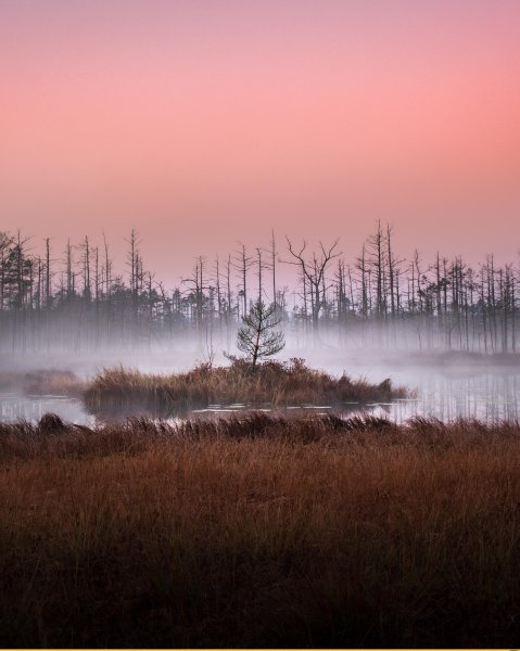 Красивые болота