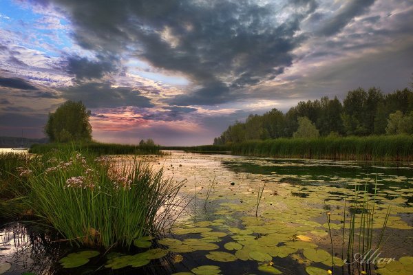 Лесное озеро кувшинки камыш