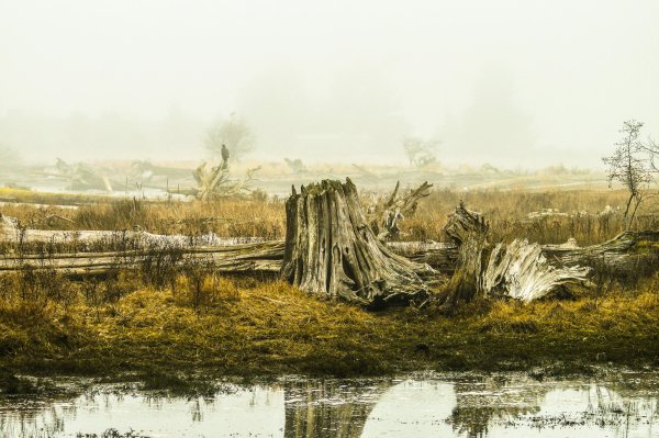 Пейзажи болот