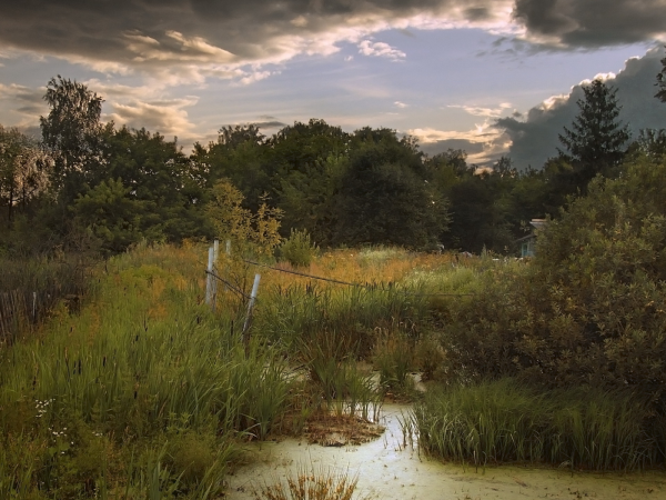 Болото вечером