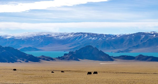 Степи Монголии