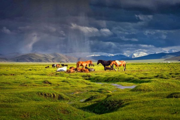 Природа в степи Монголии